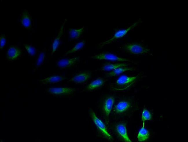 NRSN1 Antibody in Immunocytochemistry (ICC/IF)