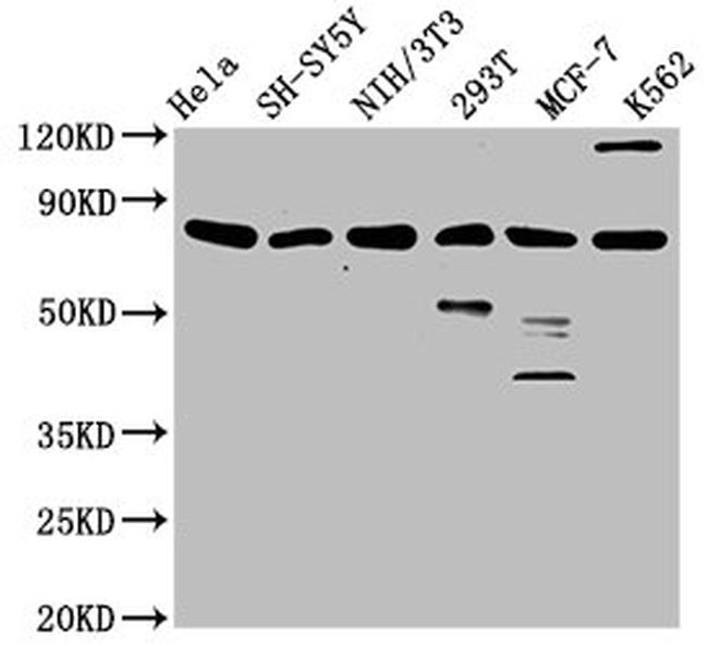 KMT2E Antibody in Western Blot (WB)