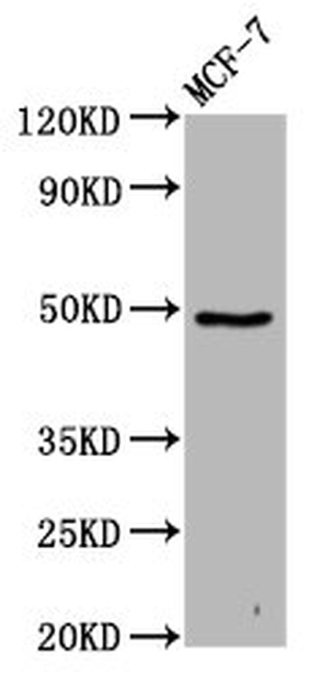 FAM71D Antibody in Western Blot (WB)