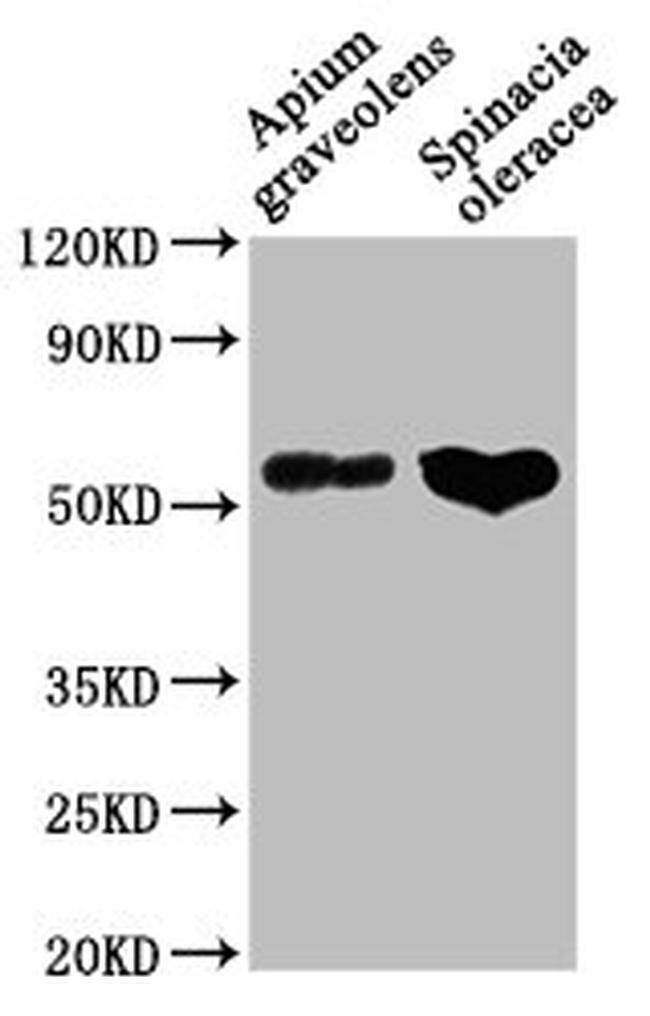 Catalase-1 Antibody in Western Blot (WB)