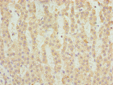 FAHD2A Antibody in Immunohistochemistry (Paraffin) (IHC (P))