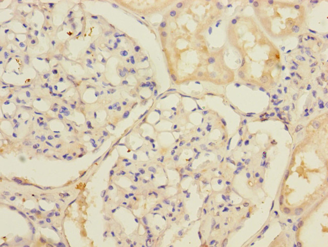 SLC39A7 Antibody in Immunohistochemistry (Paraffin) (IHC (P))