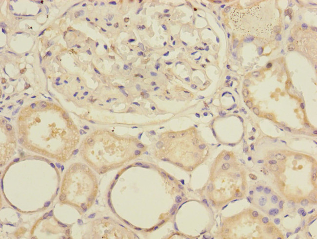 SLC39A7 Antibody in Immunohistochemistry (Paraffin) (IHC (P))