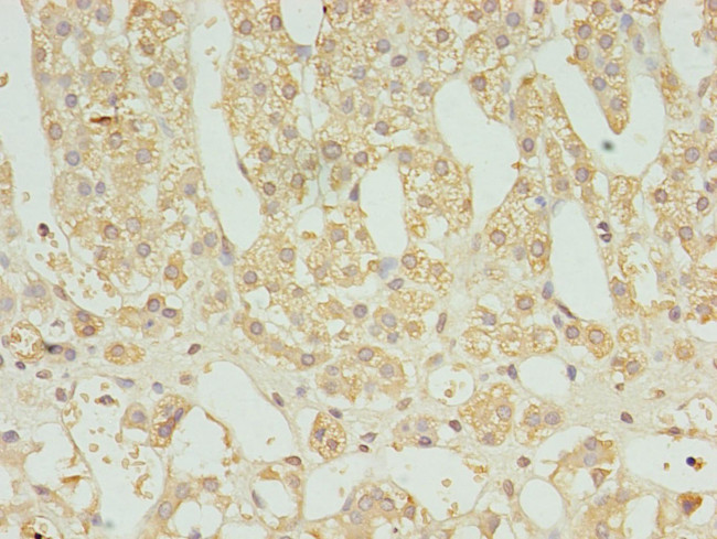 FAM136A Antibody in Immunohistochemistry (Paraffin) (IHC (P))
