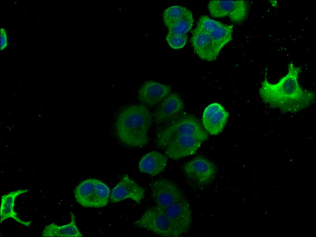TID1 Antibody in Immunocytochemistry (ICC/IF)