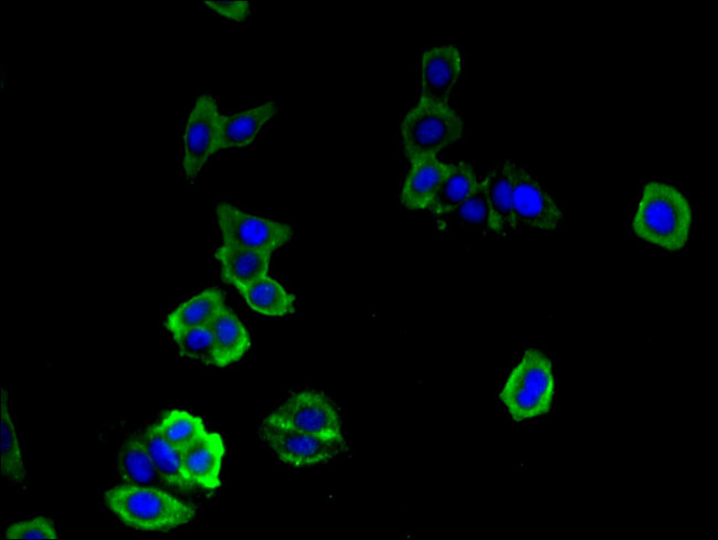 DOCK7 Antibody in Immunocytochemistry (ICC/IF)