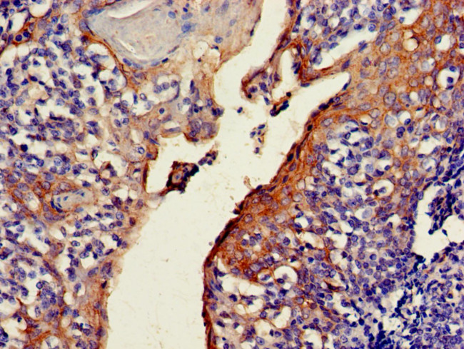 C4orf14 Antibody in Immunohistochemistry (Paraffin) (IHC (P))