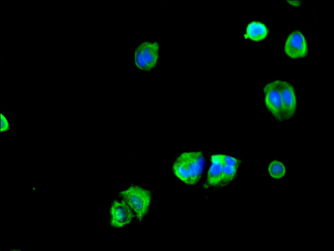 BITE Antibody in Immunocytochemistry (ICC/IF)