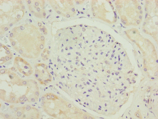 HOOK2 Antibody in Immunohistochemistry (Paraffin) (IHC (P))