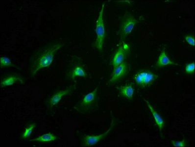 CNNM3 Antibody in Immunocytochemistry (ICC/IF)