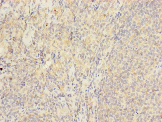 HVCN1 Antibody in Immunohistochemistry (Paraffin) (IHC (P))