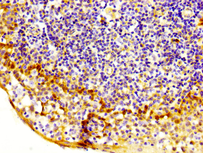 MASTL Antibody in Immunohistochemistry (Paraffin) (IHC (P))