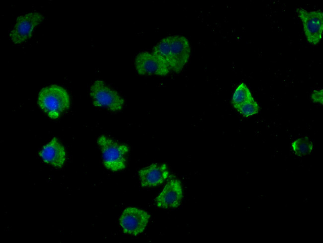 LRTM2 Antibody in Immunocytochemistry (ICC/IF)