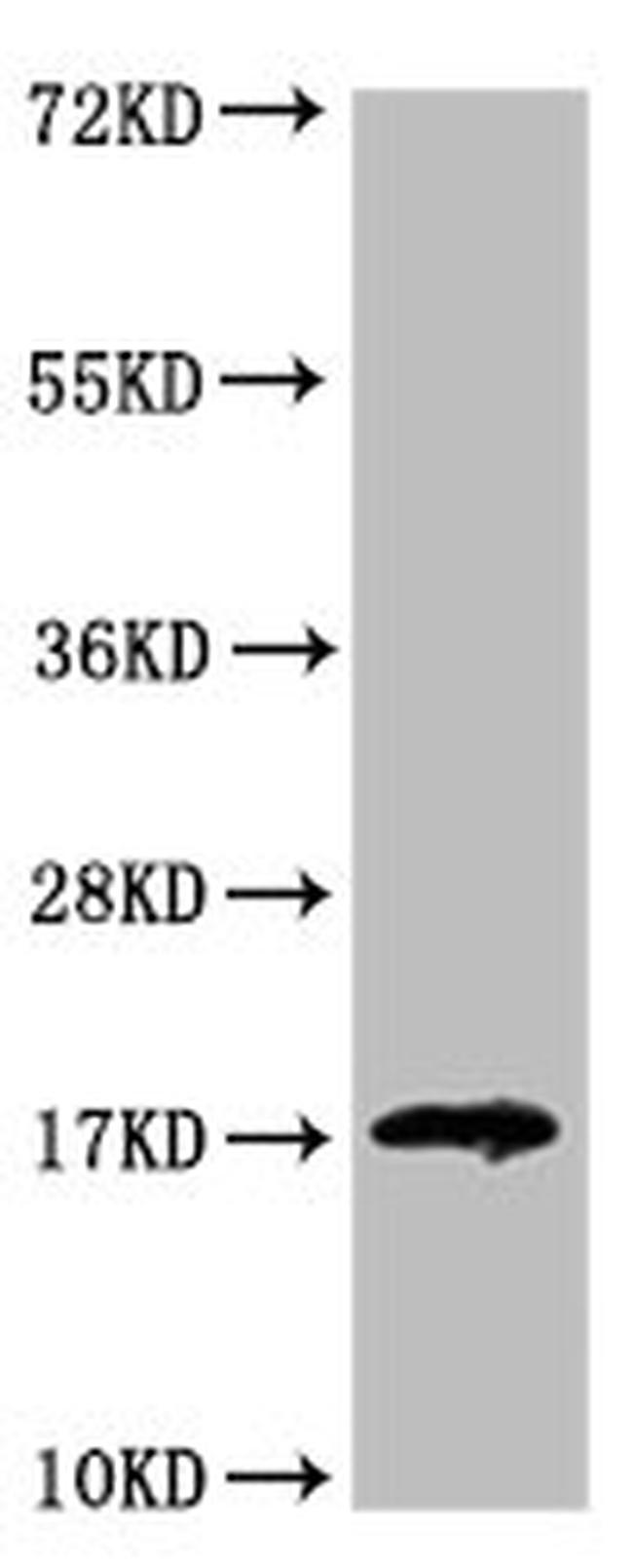 Galectin 14 Antibody in Western Blot (WB)
