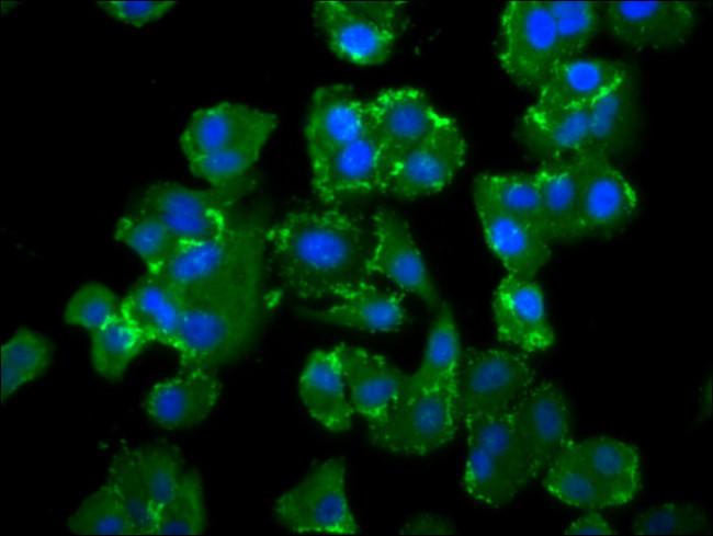 NEDD4L Antibody in Immunocytochemistry (ICC/IF)
