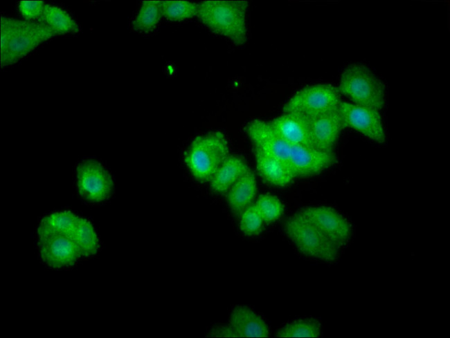 Themis Antibody in Immunocytochemistry (ICC/IF)