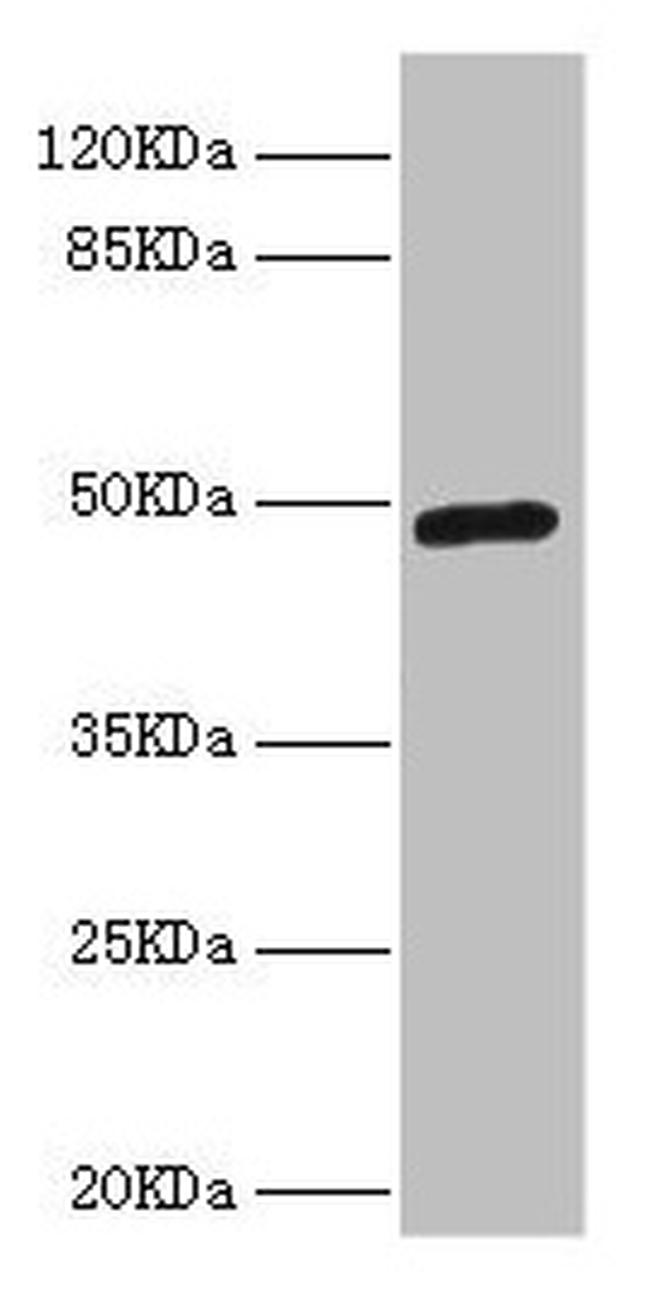 LILRB4 Antibody in Western Blot (WB)