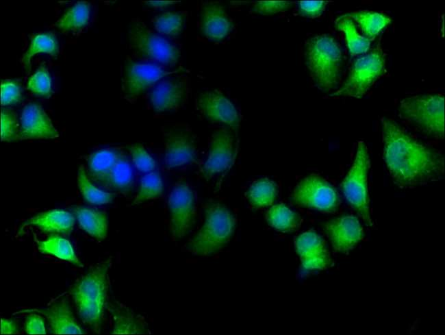 MICAL1 Antibody in Immunocytochemistry (ICC/IF)