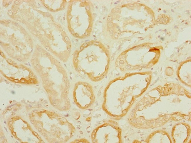 DNAJC19 Antibody in Immunohistochemistry (Paraffin) (IHC (P))