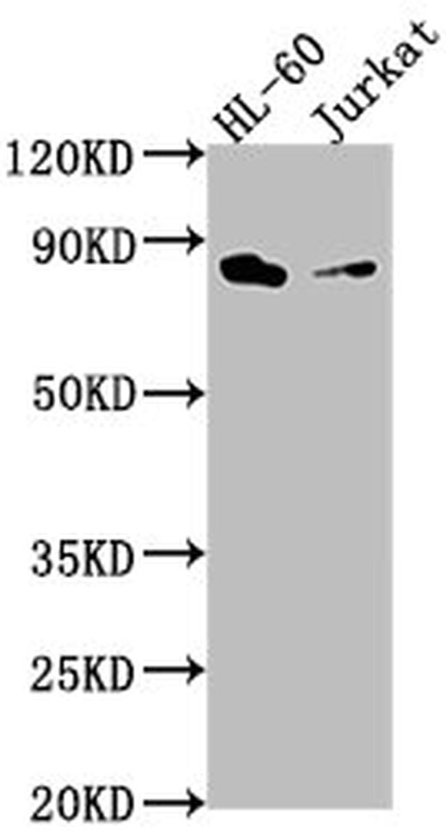 ELMO1 Antibody in Western Blot (WB)