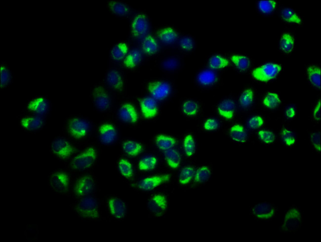 SLCO2A1 Antibody in Immunocytochemistry (ICC/IF)
