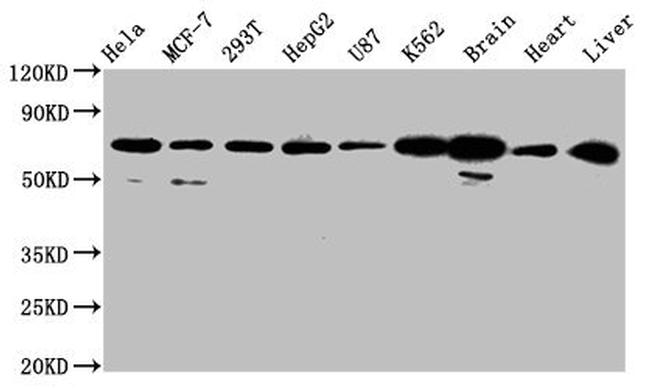 SLCO2A1 Antibody in Western Blot (WB)