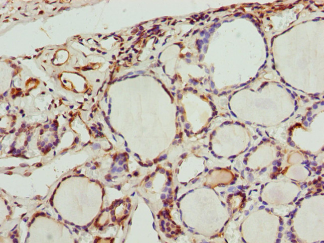 SCRN2 Antibody in Immunohistochemistry (Paraffin) (IHC (P))