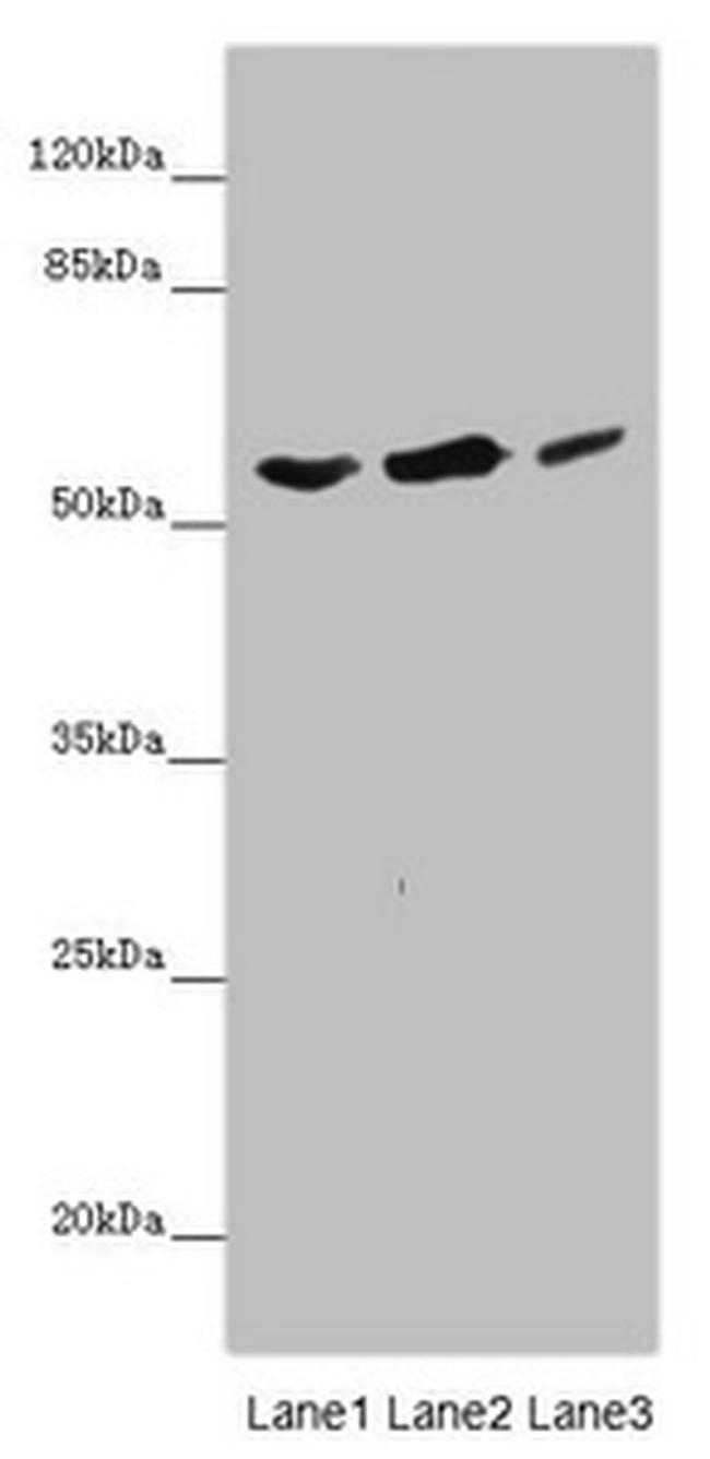 KCNS3 Antibody in Western Blot (WB)