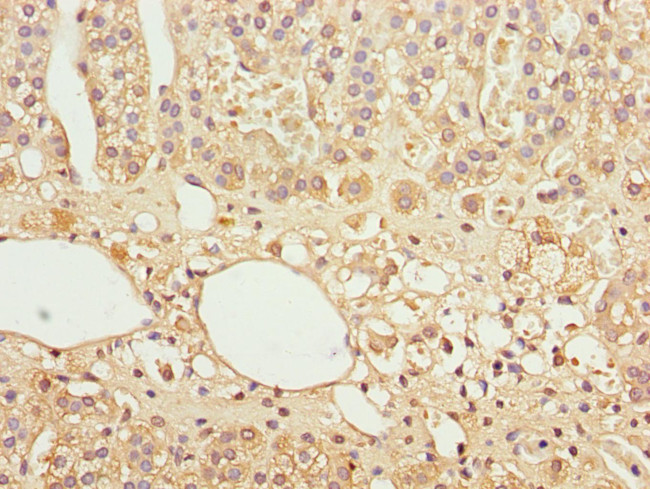 GAS2L1 Antibody in Immunohistochemistry (Paraffin) (IHC (P))