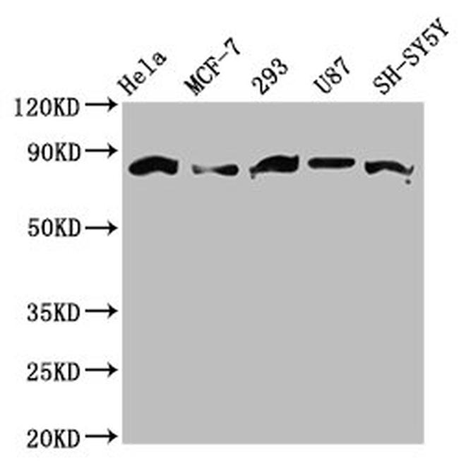 BARD1 Antibody in Western Blot (WB)