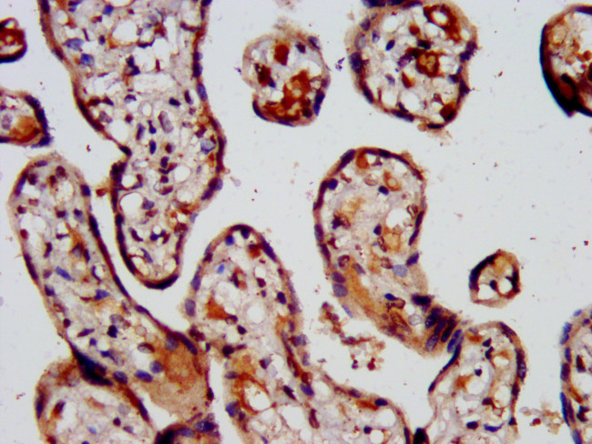 CAPS2 Antibody in Immunohistochemistry (Paraffin) (IHC (P))