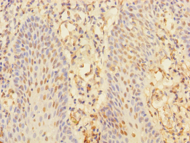 CHRNA10 Antibody in Immunohistochemistry (Paraffin) (IHC (P))