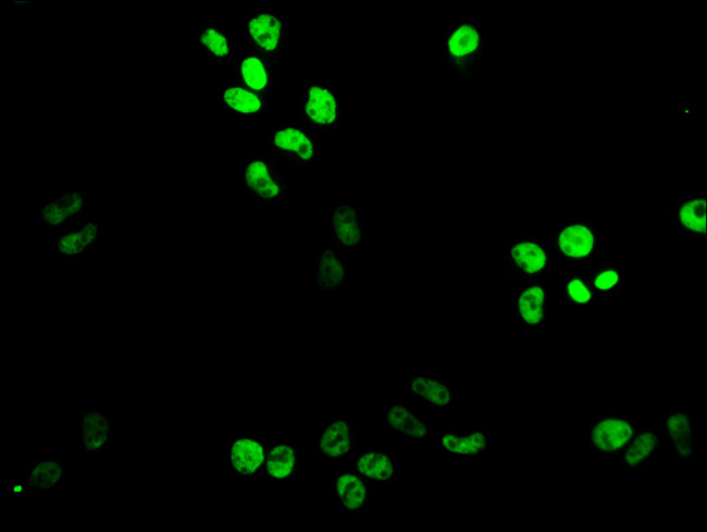 XAB2 Antibody in Immunocytochemistry (ICC/IF)