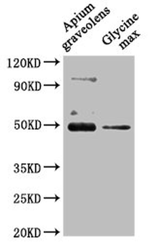 CRD1 Antibody in Western Blot (WB)