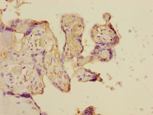 TAIP12 Antibody in Immunohistochemistry (Paraffin) (IHC (P))