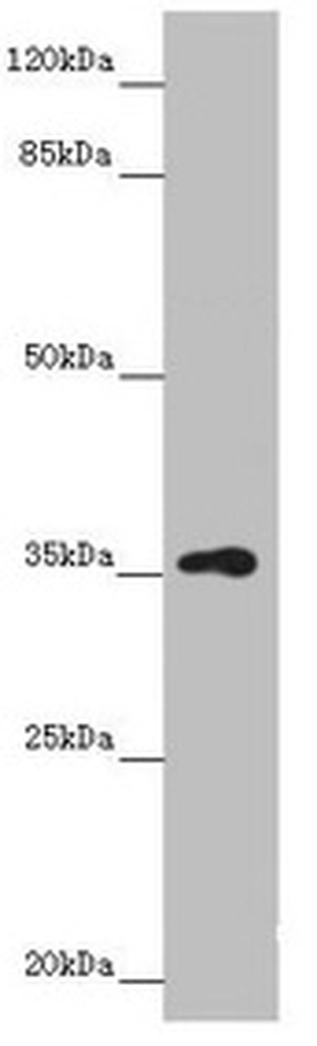GNB1L Antibody in Western Blot (WB)