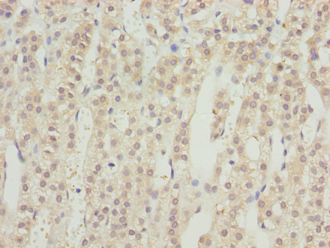 RRAGC Antibody in Immunohistochemistry (Paraffin) (IHC (P))