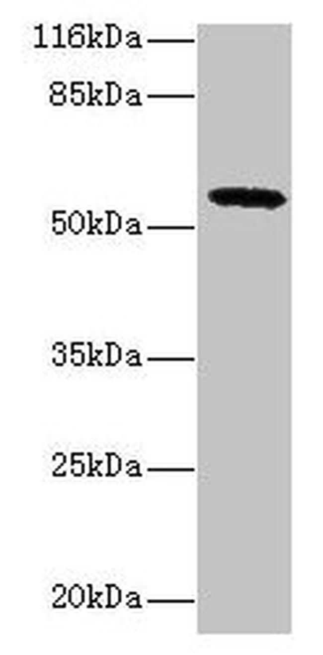 GDAP2 Antibody in Western Blot (WB)