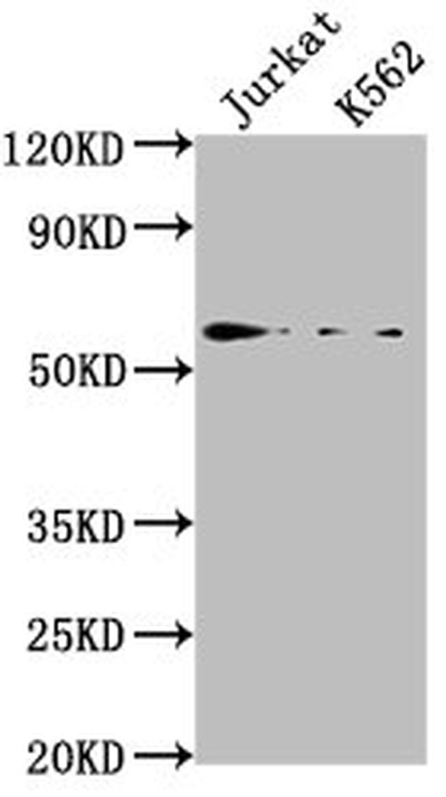 HMGXB4 Antibody in Western Blot (WB)