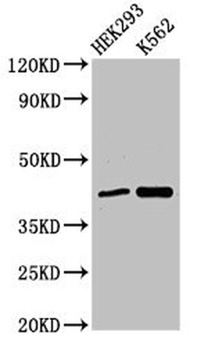 FANCF Antibody in Western Blot (WB)