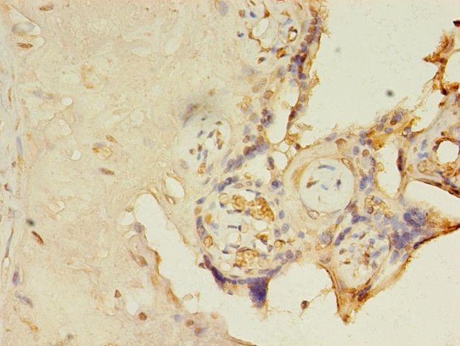 FAM105A Antibody in Immunohistochemistry (Paraffin) (IHC (P))