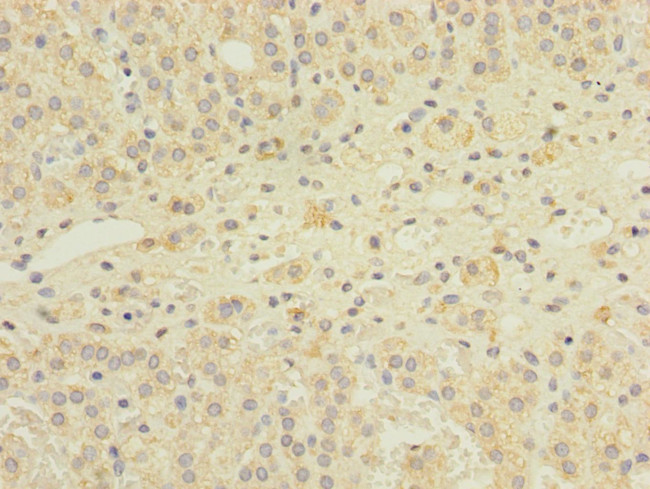 GEMIN8 Antibody in Immunohistochemistry (Paraffin) (IHC (P))