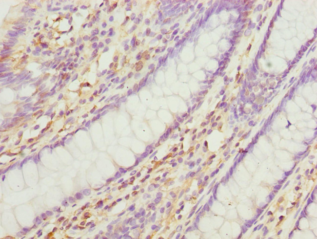 CNPY3 Antibody in Immunohistochemistry (Paraffin) (IHC (P))