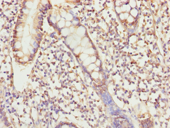 USP26 Antibody in Immunohistochemistry (Paraffin) (IHC (P))
