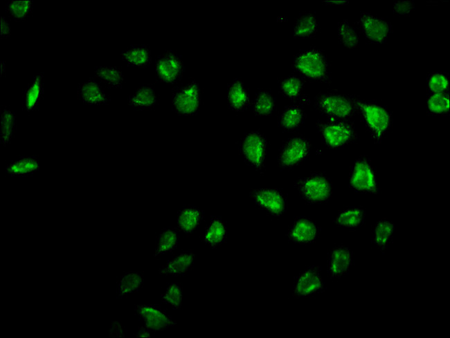 MRO Antibody in Immunocytochemistry (ICC/IF)