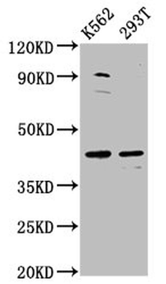 XKR8 Antibody in Western Blot (WB)