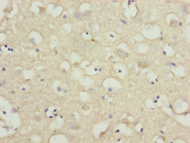NRXN3 Antibody in Immunohistochemistry (Paraffin) (IHC (P))