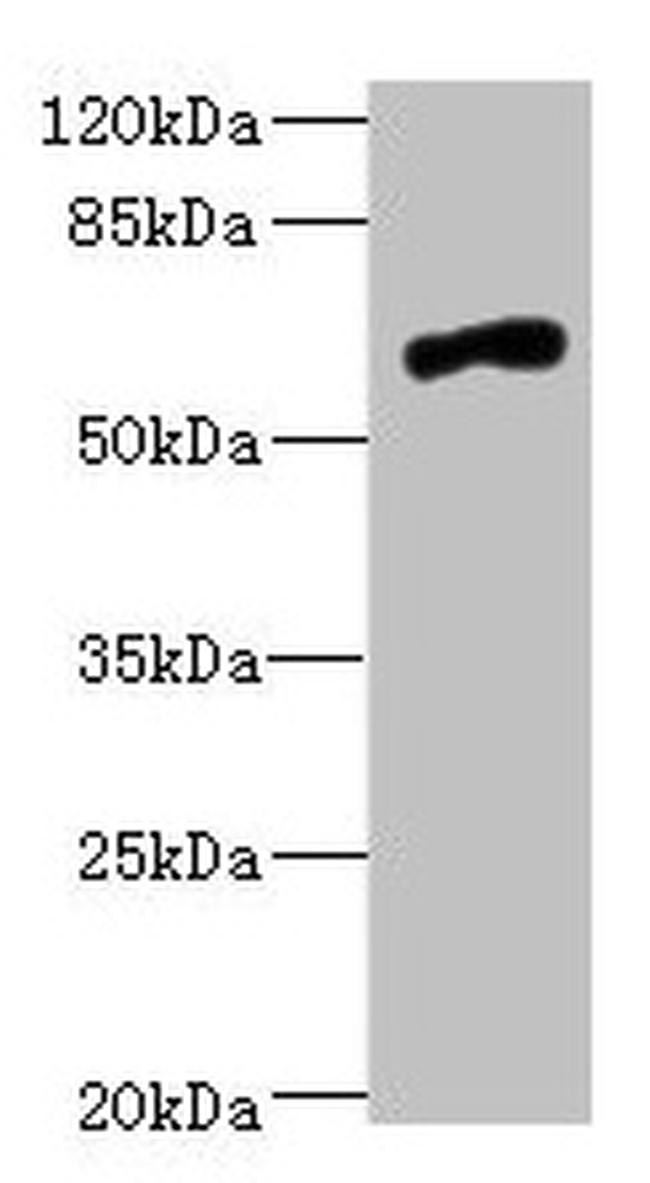 NRXN3 Antibody in Western Blot (WB)