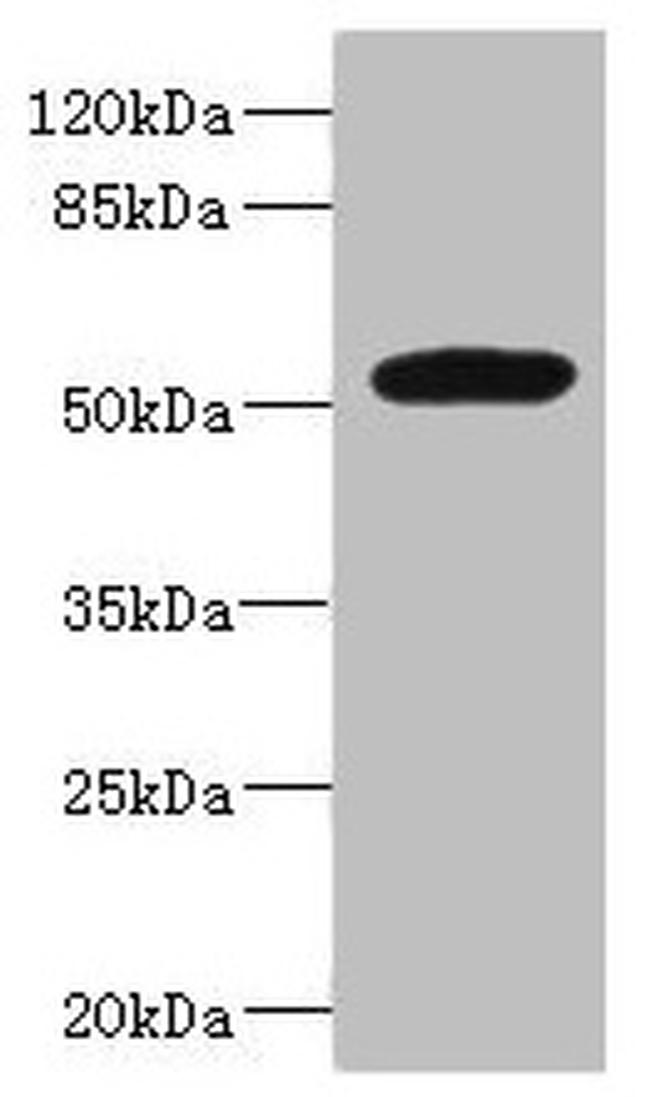 MARCO Antibody in Western Blot (WB)