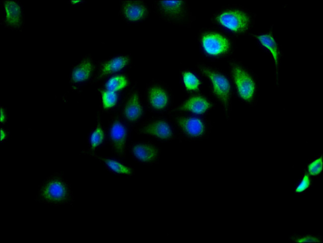 EFHD1 Antibody in Immunocytochemistry (ICC/IF)